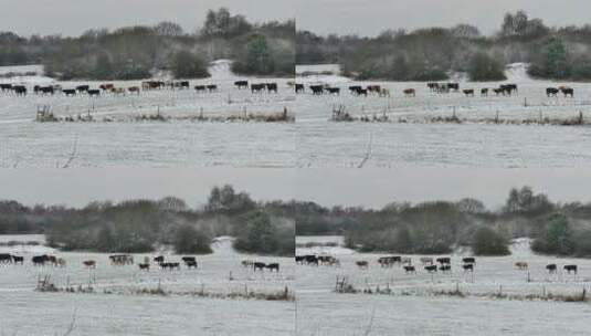 雪地里行走的奶牛高清在线视频素材下载
