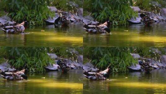鸭子在湖里喝水高清在线视频素材下载