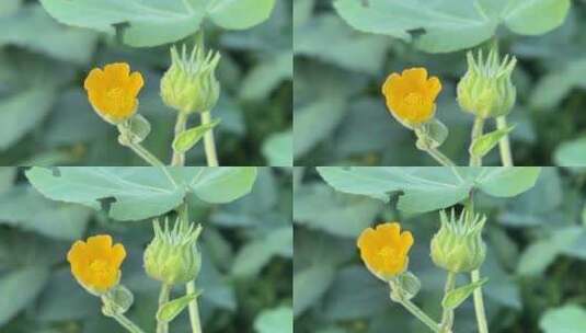 野生麻梭子植物高清在线视频素材下载