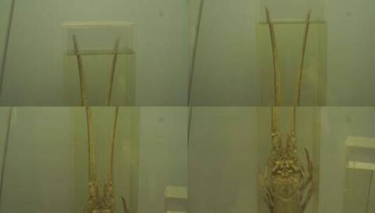 玫瑰龙虾琵琶虾海鳌虾标本高清在线视频素材下载