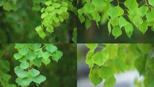 唯美的绿色树叶高清在线视频素材下载