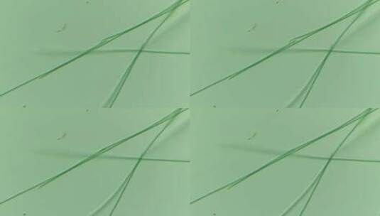 显微镜下的微观世界微生物 颤藻8高清在线视频素材下载