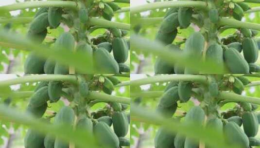 木瓜树上丰硕的果实高清在线视频素材下载