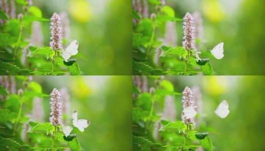 两只白蝴蝶在藿香花上飞舞求偶交配慢镜头高清在线视频素材下载