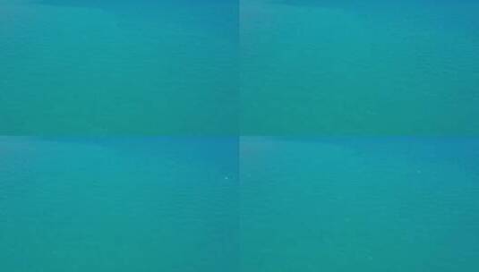 航拍海鸥飞过蓝色的佩枯措湖面高清在线视频素材下载
