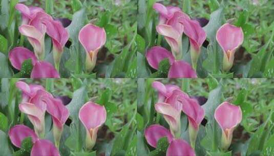 花园里粉色马蹄莲花束高清在线视频素材下载