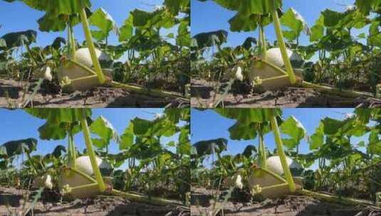 瓜地里的成熟黄瓜高清在线视频素材下载