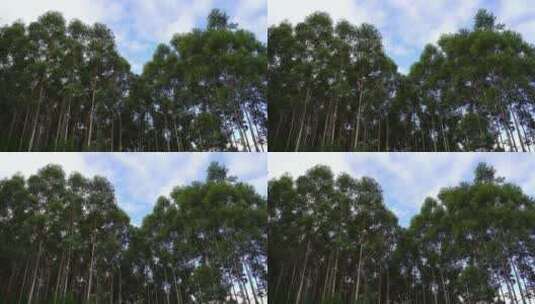 树林树木仰拍天空树林快速林小树林人工树林高清在线视频素材下载