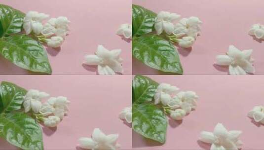 粉红色背景的茉莉花。 (2)高清在线视频素材下载