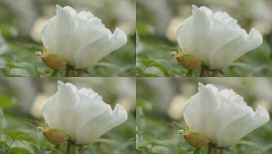 特写白色花朵高清在线视频素材下载