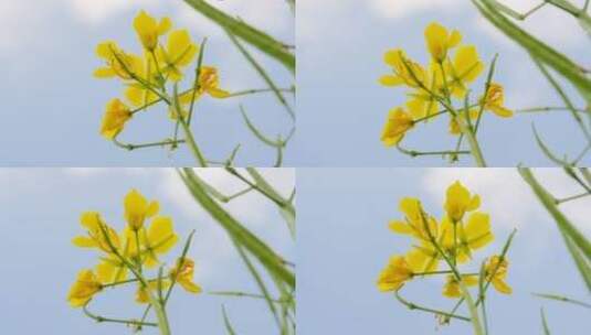 青海湖油菜花天空草原特写升格慢动作高清在线视频素材下载