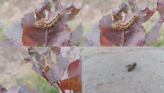 植物虫子高清在线视频素材下载