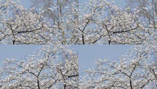杭州太子湾樱花盛开高清在线视频素材下载