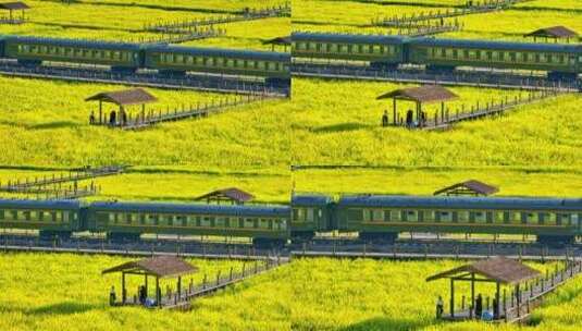 云南油菜花海里的绿皮火车高清在线视频素材下载