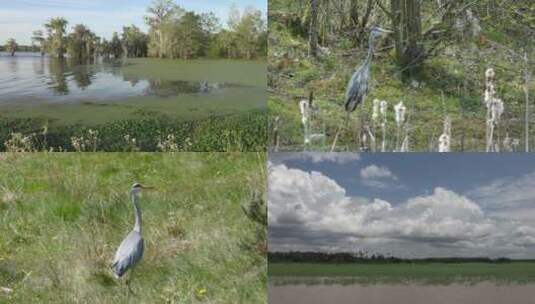 4K-湿地-珍稀鸟类高清在线视频素材下载