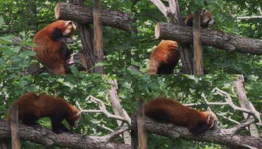 小熊猫在爬树小浣熊浣熊爬树高清在线视频素材下载