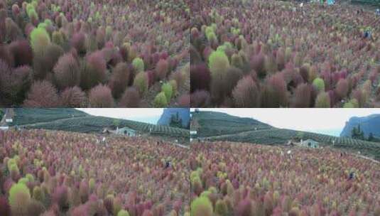 浪漫的乡村振兴植物植被地肤草高清在线视频素材下载