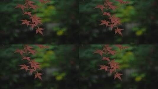 森林的红叶高清在线视频素材下载