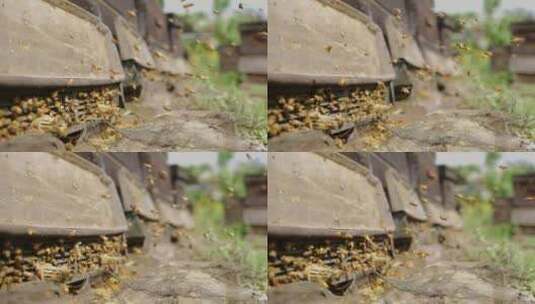 春天的田野阳光蜜蜂飞舞慢镜头高清在线视频素材下载