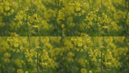 春天的油菜花、蜜蜂 索尼直出慢动作高清在线视频素材下载