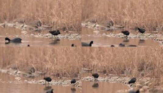 池塘中的黑水鸡高清在线视频素材下载