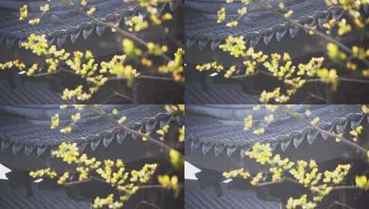 春天发芽树枝传统中式园林建筑凉亭屋檐瓦片高清在线视频素材下载