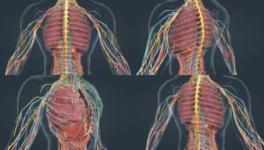 3D人体 医学 器官 神经 动静脉 动画高清在线视频素材下载