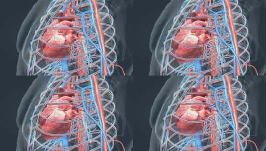 3D人体器官心脏医学动画高清在线视频素材下载