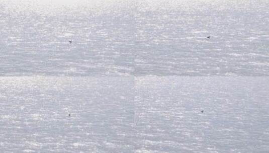 小鹅游在闪光的湖面高清在线视频素材下载