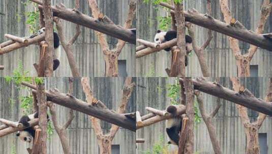 成都大熊猫繁育研究基地爬树的大熊猫幼崽高清在线视频素材下载