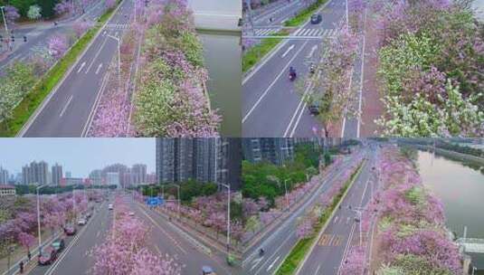 航拍广州荔湾区水秀一路紫荆花海2高清在线视频素材下载