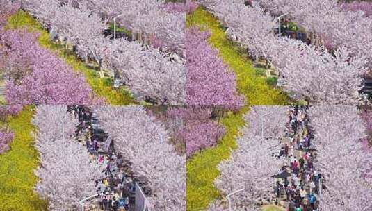 樱花节樱花市集春天市集50帧高清在线视频素材下载