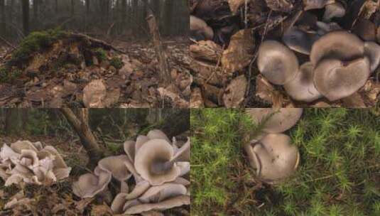 野生蘑菇生长延时摄影高清在线视频素材下载