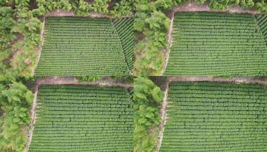 茶厂茶山茶园绿茶树航拍高清在线视频素材下载