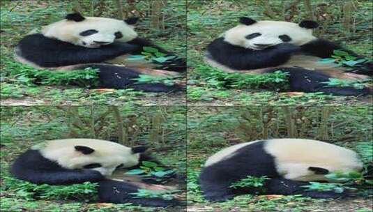 成都大熊猫和花精彩瞬间高清在线视频素材下载