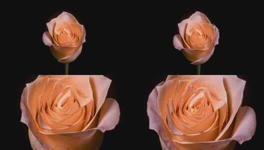 玫瑰花微光绽放延时摄影高清在线视频素材下载