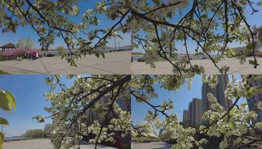 鲜花盛开的城市高清在线视频素材下载