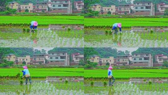 农民插秧水稻种子高清在线视频素材下载