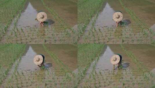 水稻田 农民用传统方式耕地 犁田 插秧 春耕高清在线视频素材下载