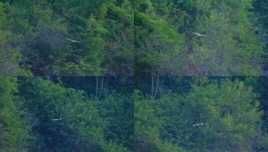 野生鸟类水鸟 飞行中的 夜鹭 池鹭高清在线视频素材下载