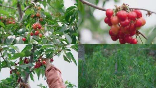 樱桃 采摘樱桃 喷灌 乡村振兴高清在线视频素材下载