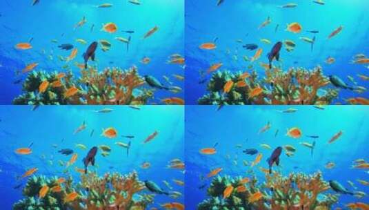 海底世界、金鱼群、彩色鱼群、珊瑚礁高清在线视频素材下载