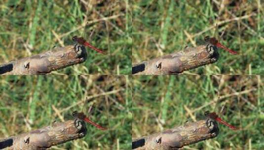 一只红蜻蜓坐在树枝上起飞的特写镜头。高清在线视频素材下载
