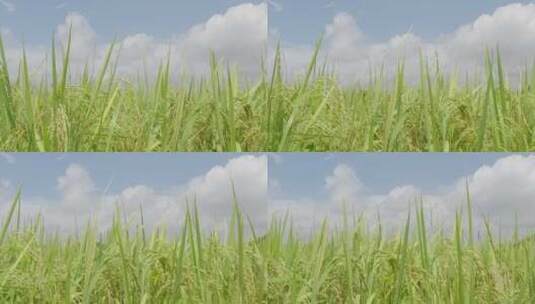 水稻农业万物生长高清在线视频素材下载