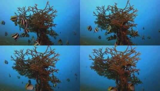 水下拍摄珊瑚礁附近的鱼群高清在线视频素材下载