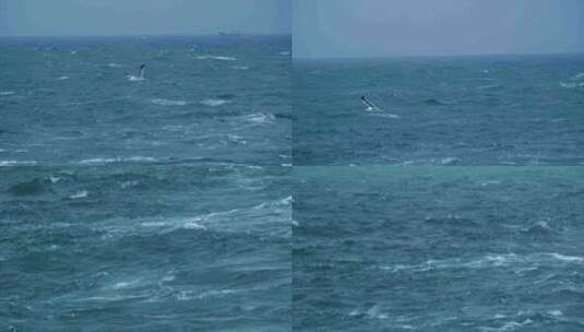 大海上飞行的海鸟 海燕海鸥高清在线视频素材下载