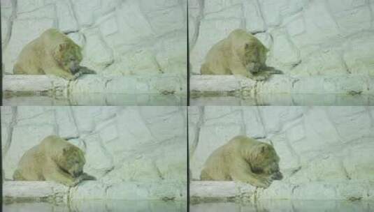 北极熊动物园高清在线视频素材下载