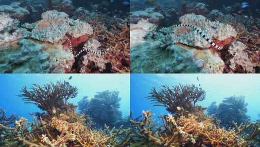 海蛇珊瑚礁斐济大星盘礁鱼群魔鬼鱼海底美景高清在线视频素材下载