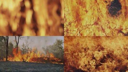4K森林大火自然灾害野火火灾视频素材高清在线视频素材下载