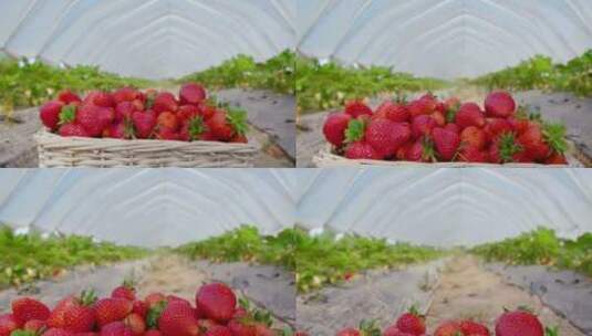 草莓园里新鲜采摘的一筐草莓高清在线视频素材下载